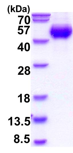 15% SDS-PAGE (3 μg)